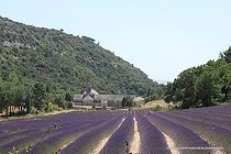 ABBAYE SENANQUE