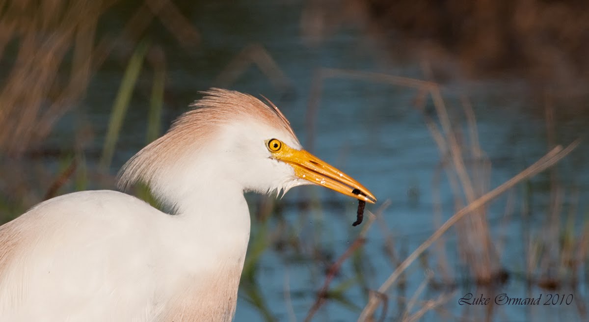 to. . . First Cattle Egret