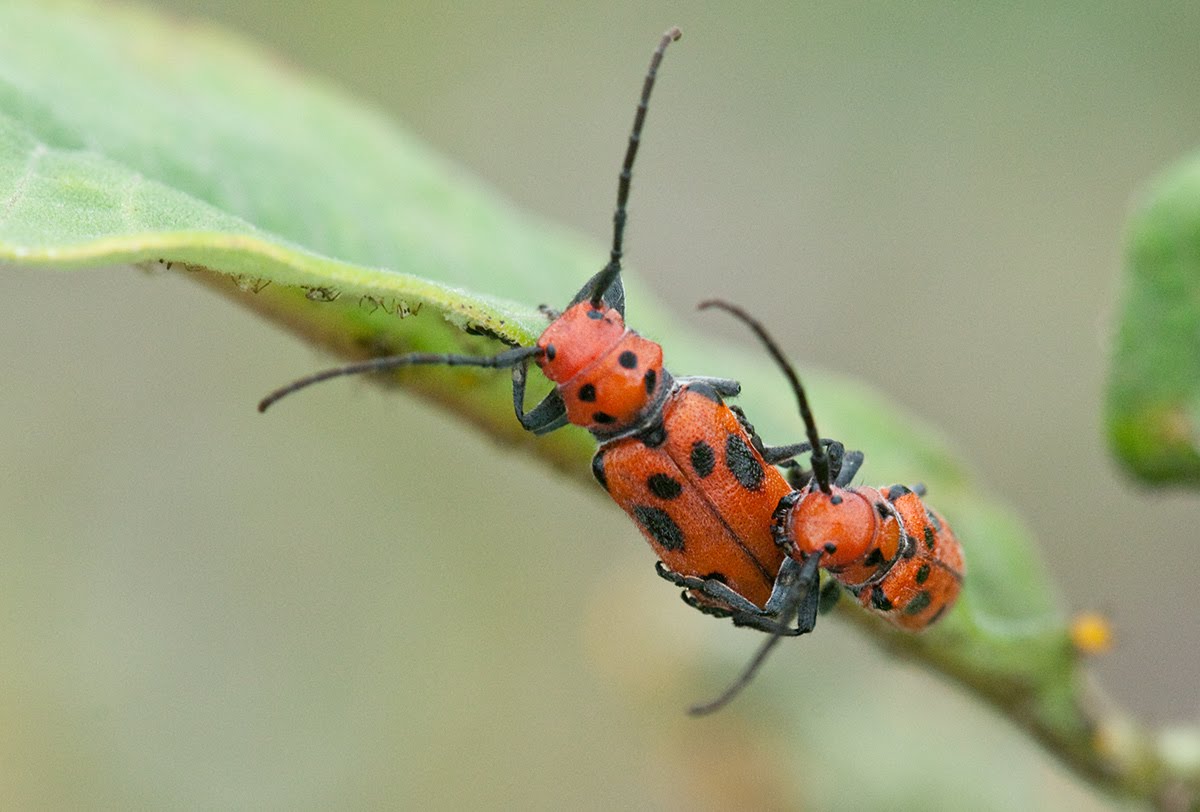 Bugs Doing It