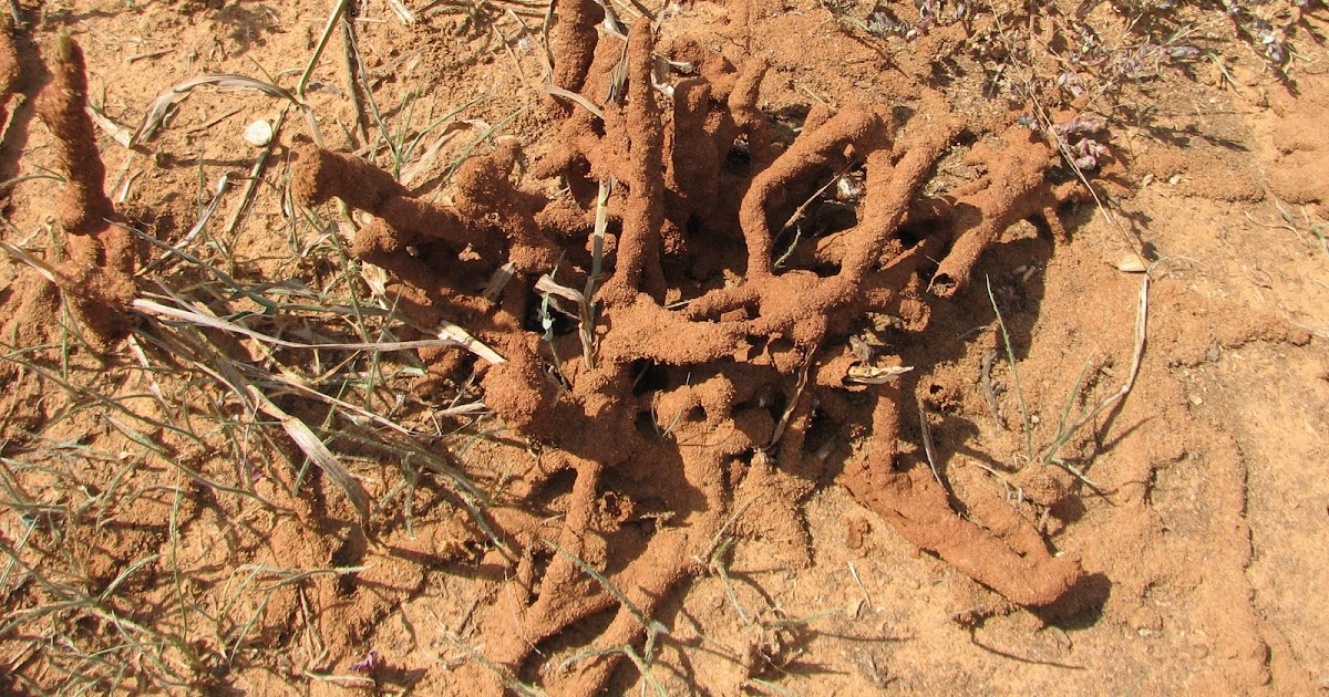 Bexar County Entomology Mud Tubes All Over My Lawn