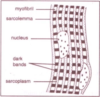 striated cell diagram tissues cbse board class 9 biology ncert science striated cell diagram tissues cbse board class 9 biology ncert science