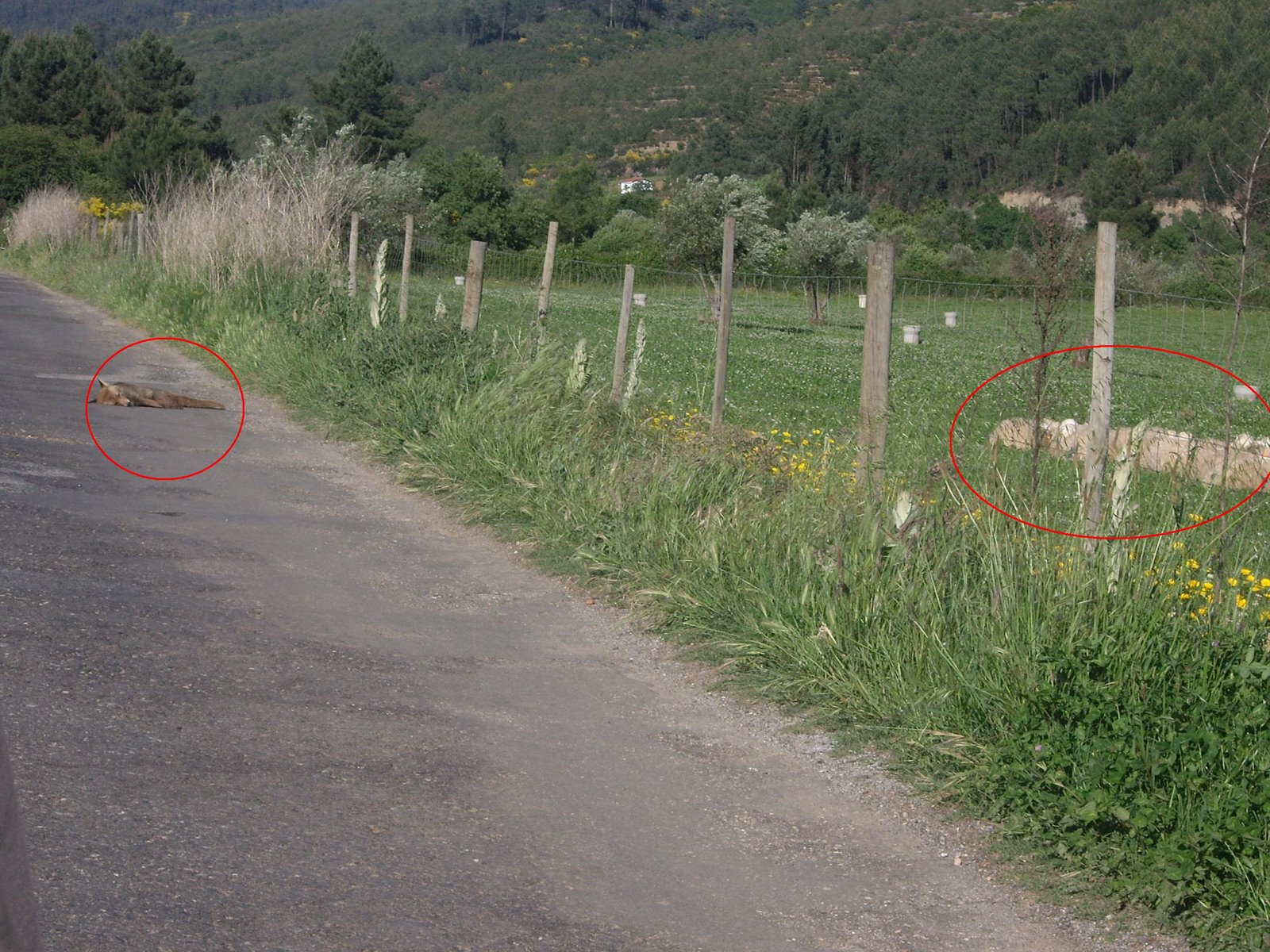 [esperando+deitado.JPG]