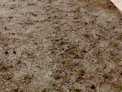 [grass_week2.JPG]