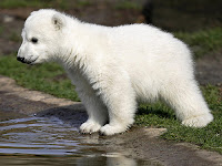 Film cu ursul polar Knut