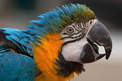 [macaw.jpg]
