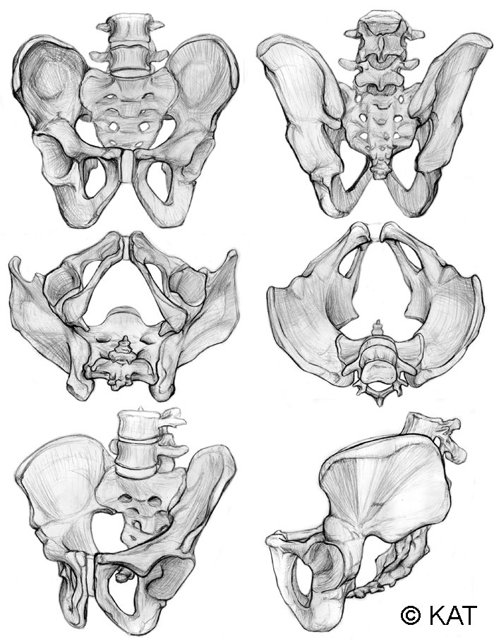 [pelvis.jpg]