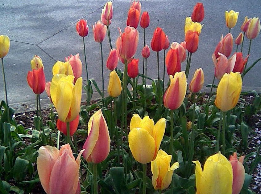 Still Coloring Out Of The Lines Tulips