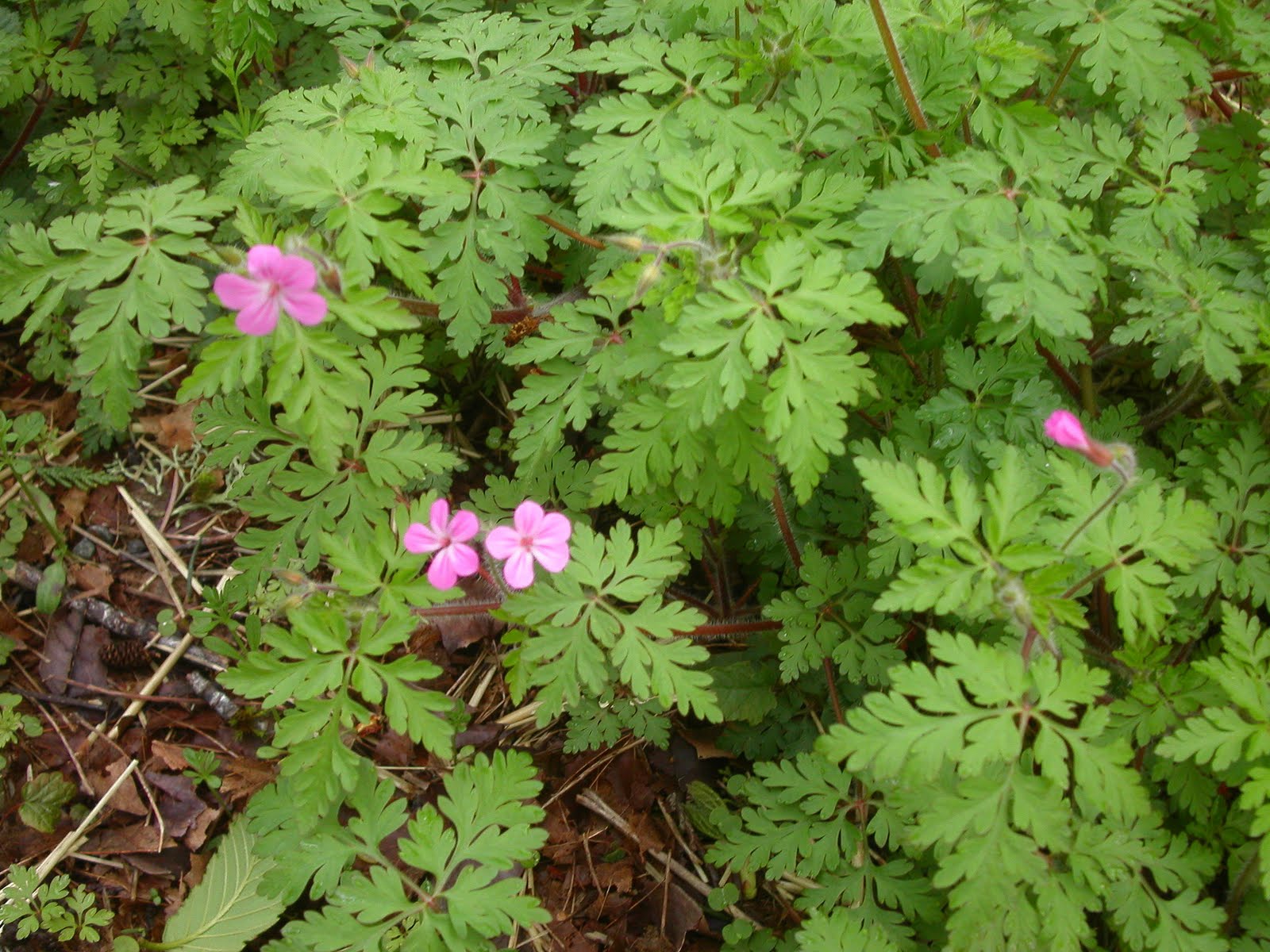 herb robert
