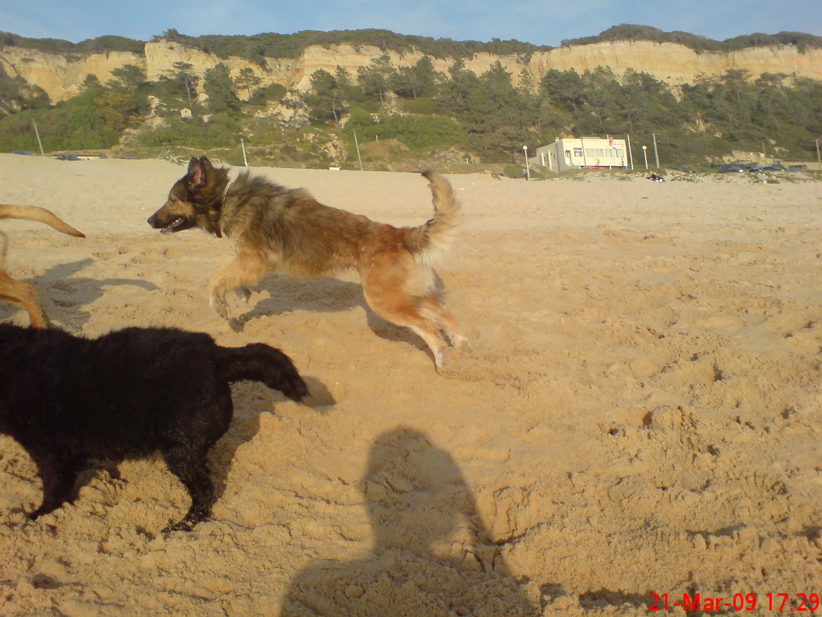 [Lobita_na_praia_(6).JPG]