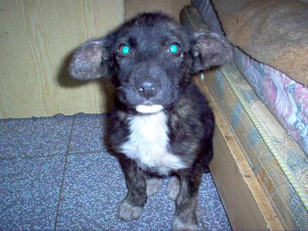[cachorro.JPG]