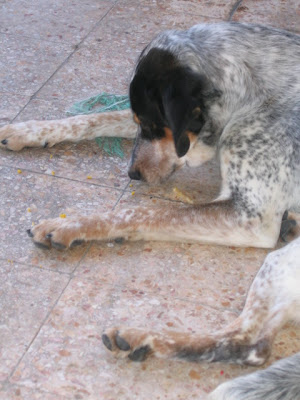 Oysho, perdigueiro, Macho, 1.5anos, Cova da Piedade - Almada IMG_0780