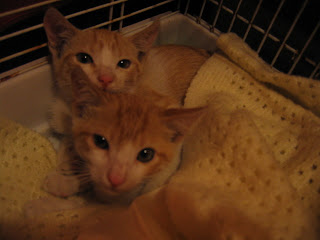 Star e Samantha > Duas gatinhas pequerruchas para adopção! IMG_1103