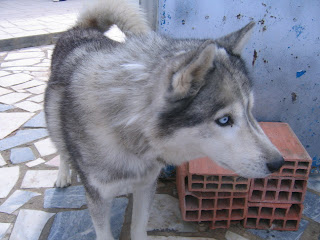 Bóris, Husky Siberiano, Macho, 9 anos, Margem Sul Dovskapets+061