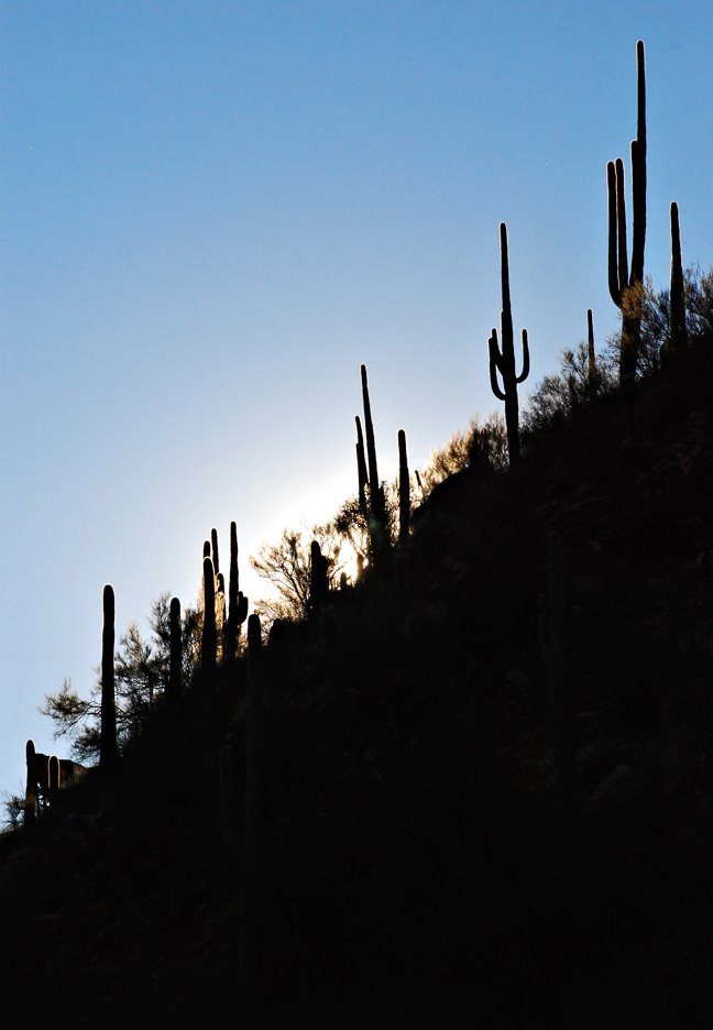 [Cactus+Sunset.jpg]