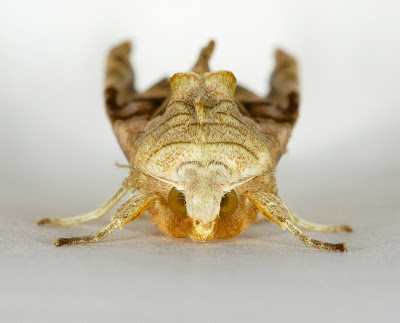 Angle Shades (Phlogophora meticulosa)
