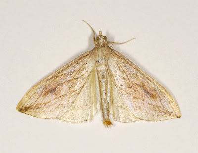 Garden Pebble Evergestis forficalis
