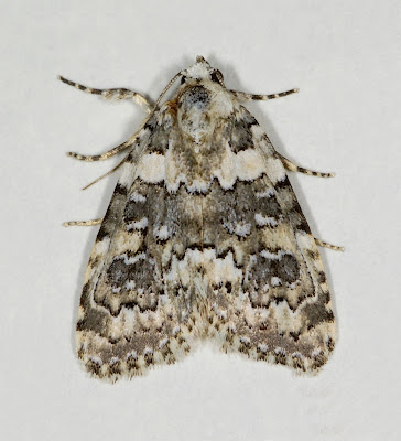 Marbled Beauty (Cryphia domestica)