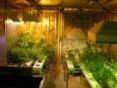 [hydroponic+greenhouse.jpg]