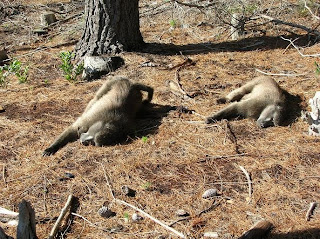 Adorable baby baboon not pictured. That would have been too much to fit into a single photo, I guess.