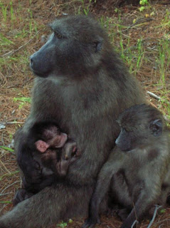 you can't tell unless you've seen them with this expression hundreds of times, but the older sibling on the right is SO PISSED that those boobies are now off limits for him