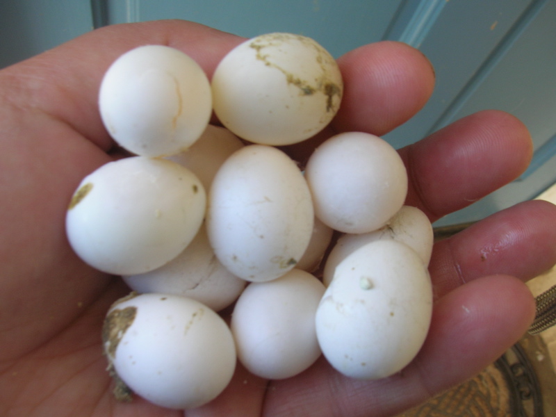 [lulueggs2.jpg]