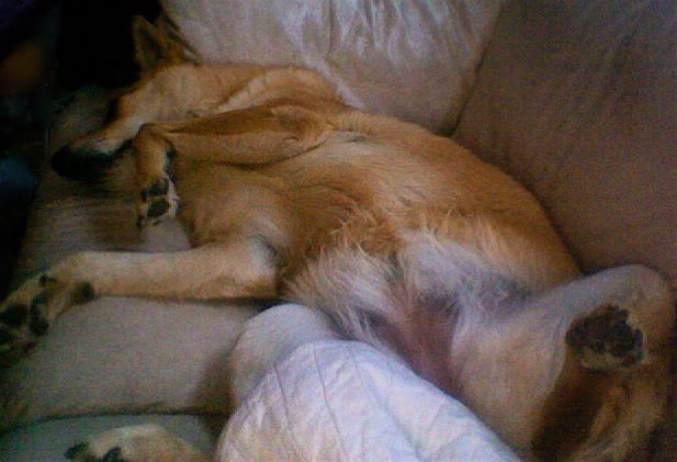 [Sleepingdog.jpg]
