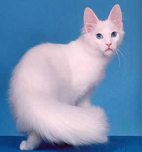 angora cat angora