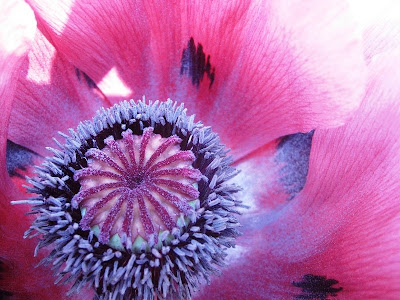 Close up of the centre of a pink poppy