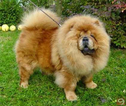 cin aslanı resimleri-CIN ASLANI(chow chow)