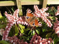 Peacock Butterfly