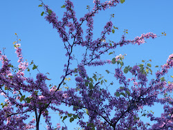 Purple Blossom