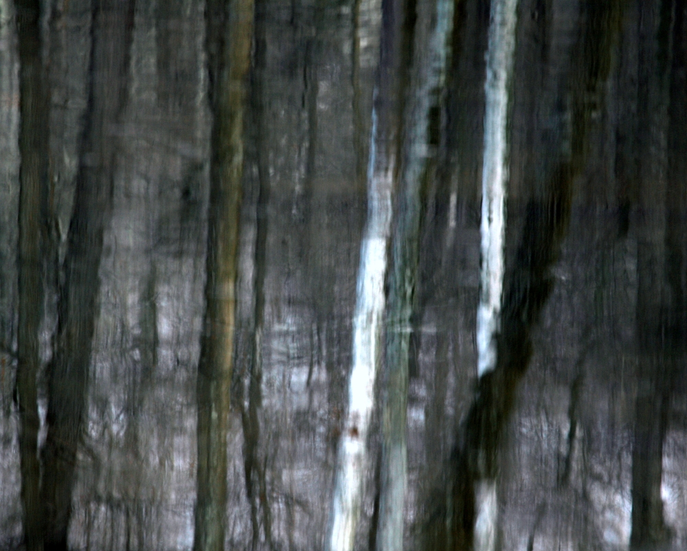 [treesinwater2_1000.jpg]