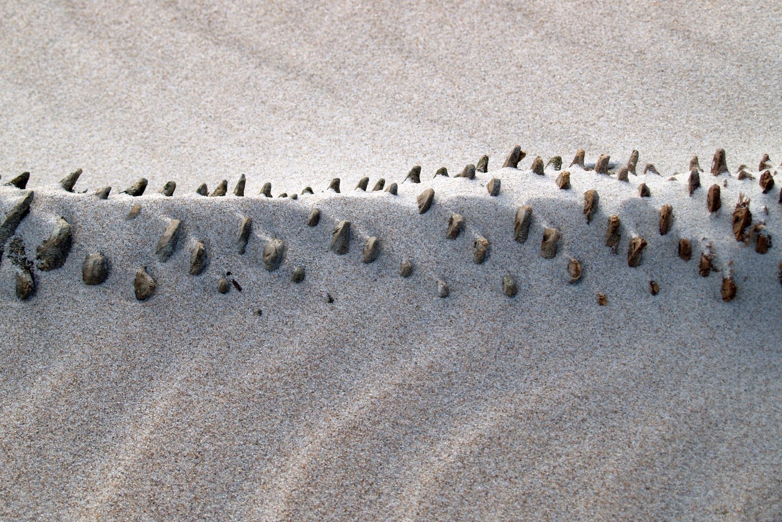 [buriedpalmtree.jpg]