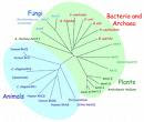Binomial nomenclature Binomial nomenclature