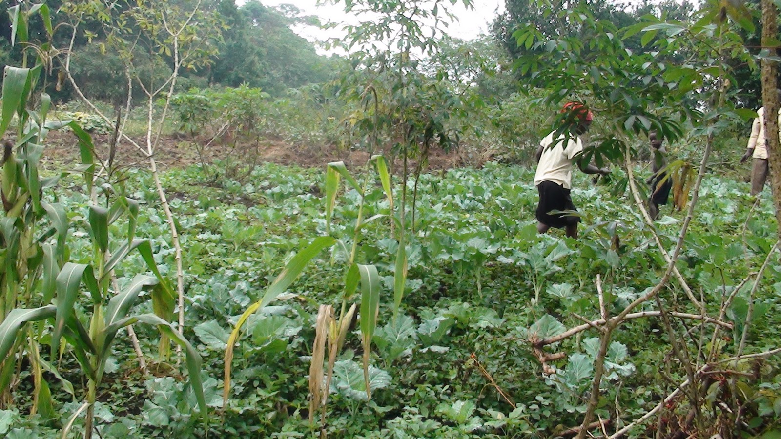 COMMUNITY VEGETABLE GARDENING IN UGANDA Photo Gallery