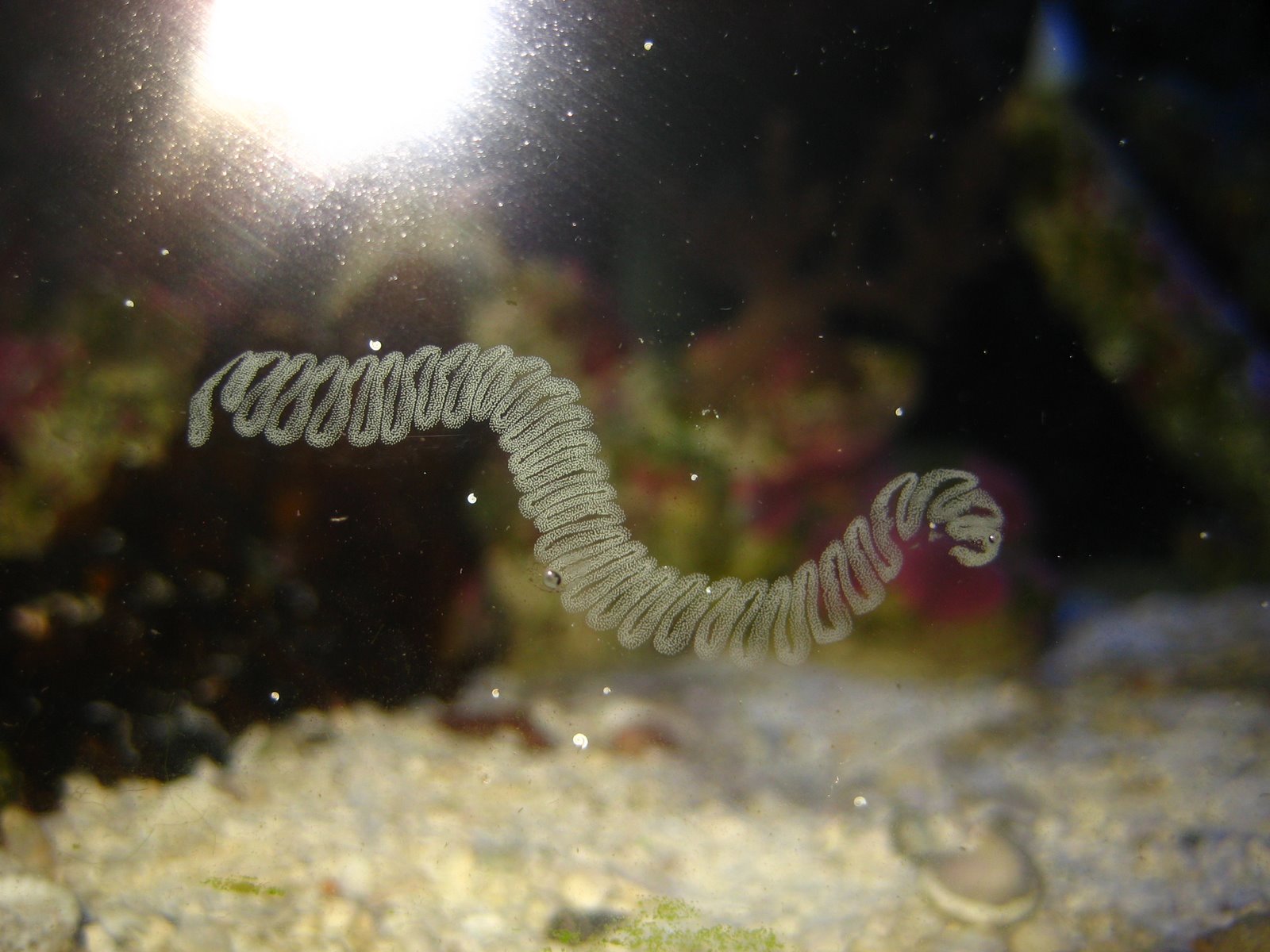 Nerite Snail Eggs Forums for Fish Lovers!