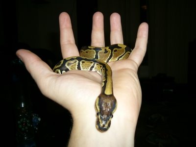 [python.bmp]