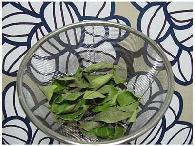 laurel 月桂樹
