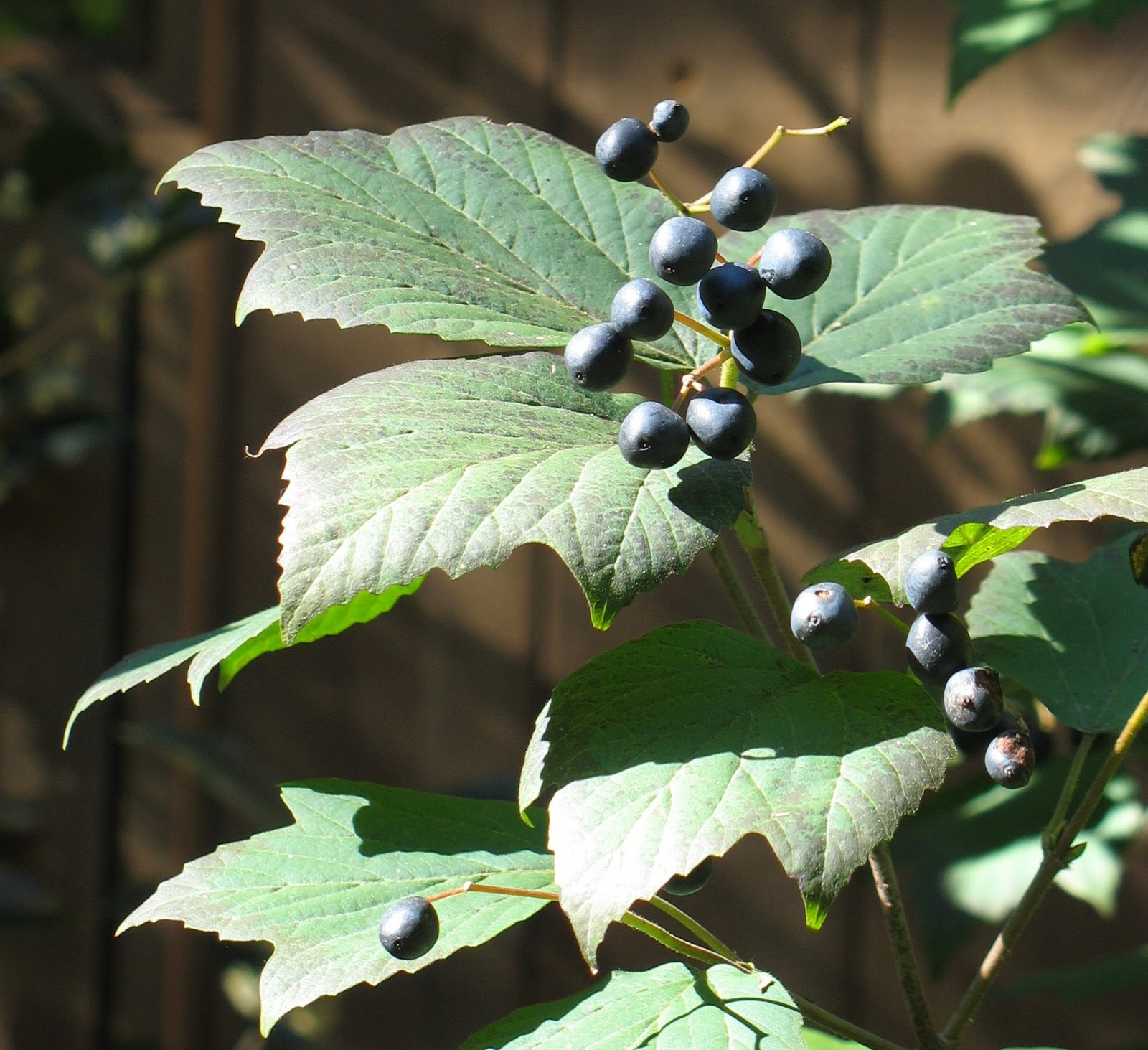 Using Native Plants Mapleleaf Viburnum Viburnum acerifolium