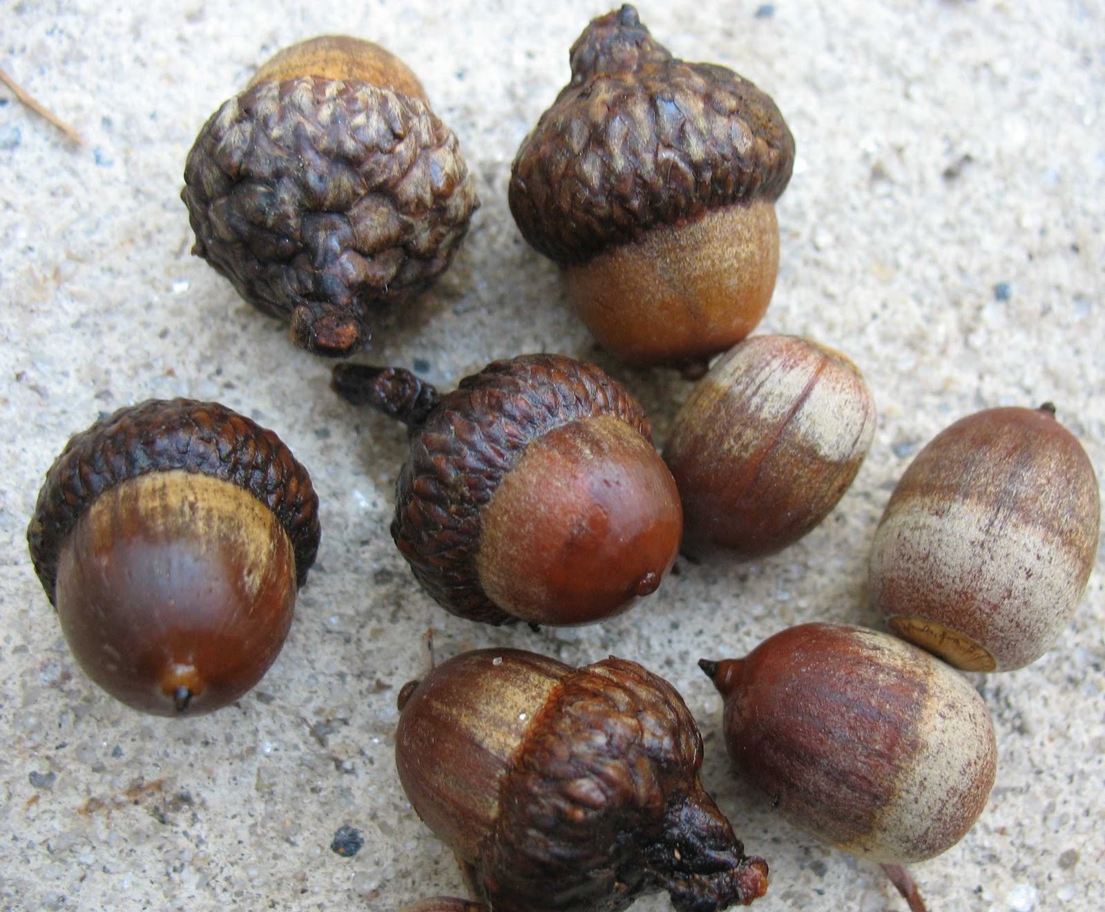 Using Native Plants Nuts About Nuts