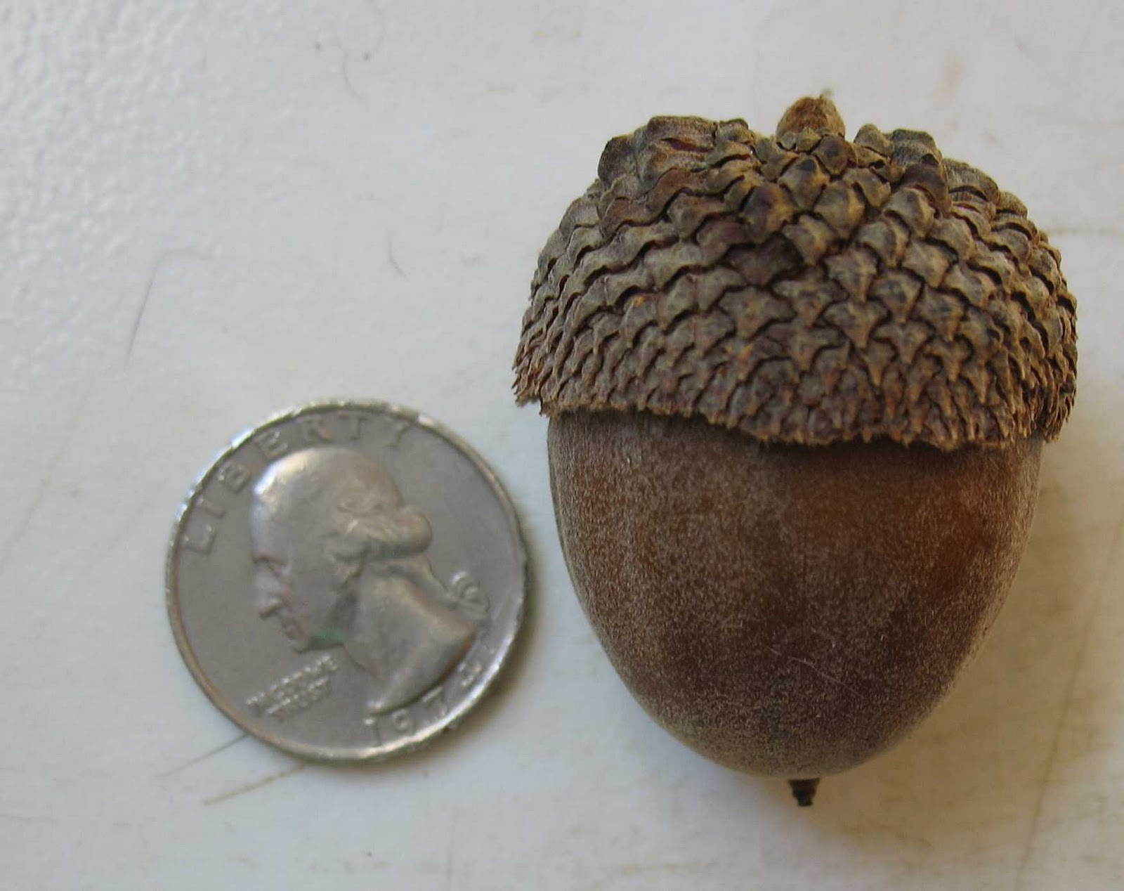 Using Native Plants Nuts About Nuts