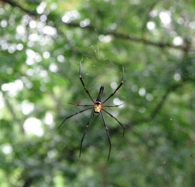 Spider's web