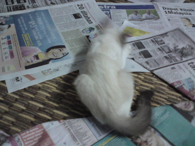 Budak Bunuh Diri Di Ts