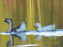 Geese at City Lake, San Augustine, TX