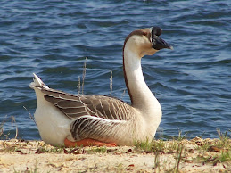 Geese at Paradise Point Marina