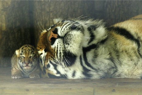 [rt_tiger_cub_080818_ssh_2.jpg]