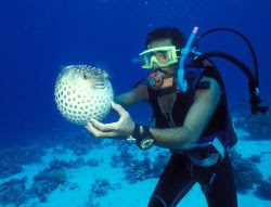 Blowfish Facts