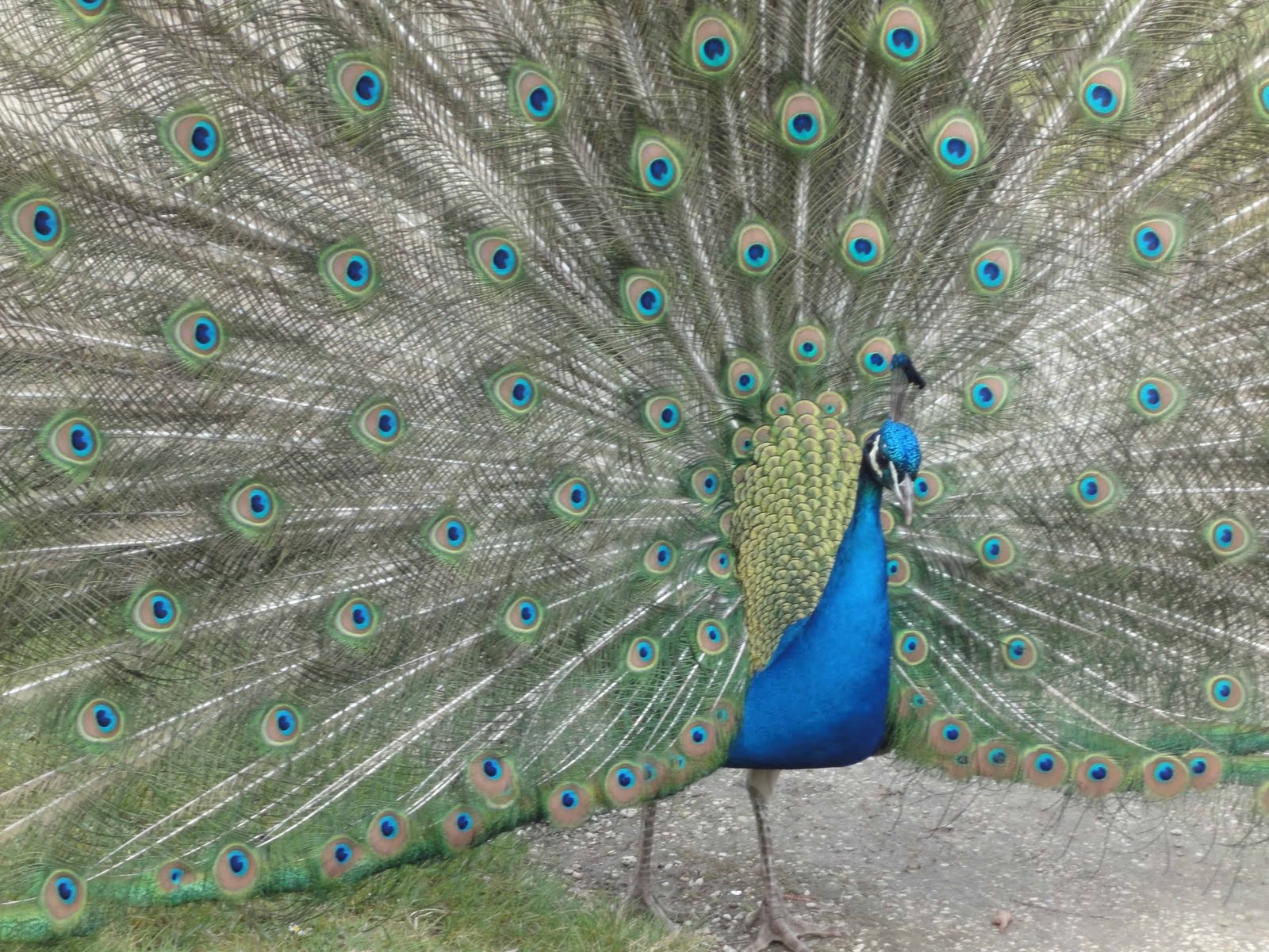 prostituées bois de boulogne 2012