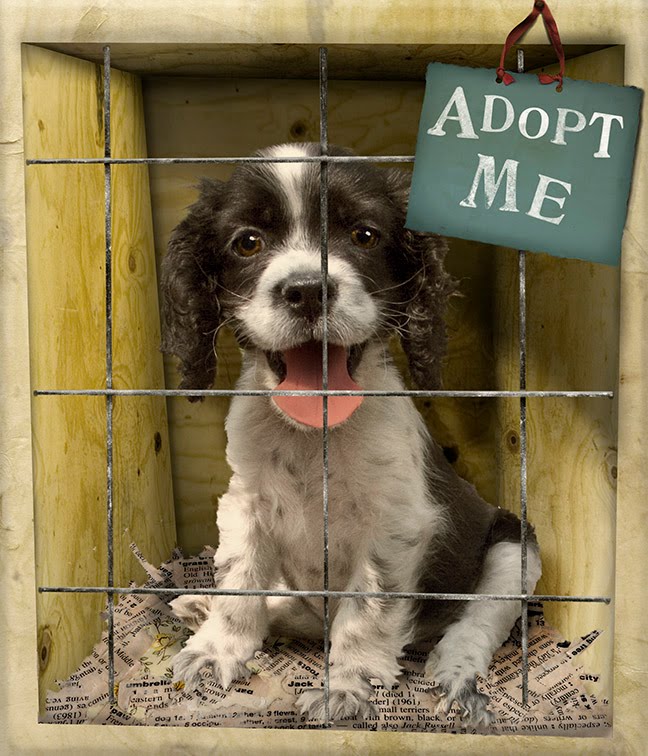 help a dog in need amp save a