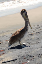 Mr. Pelican